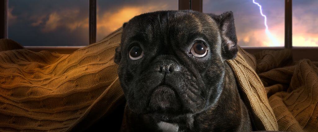 Dog cowering in front of window with lightning striking outside, dog storm anxiety