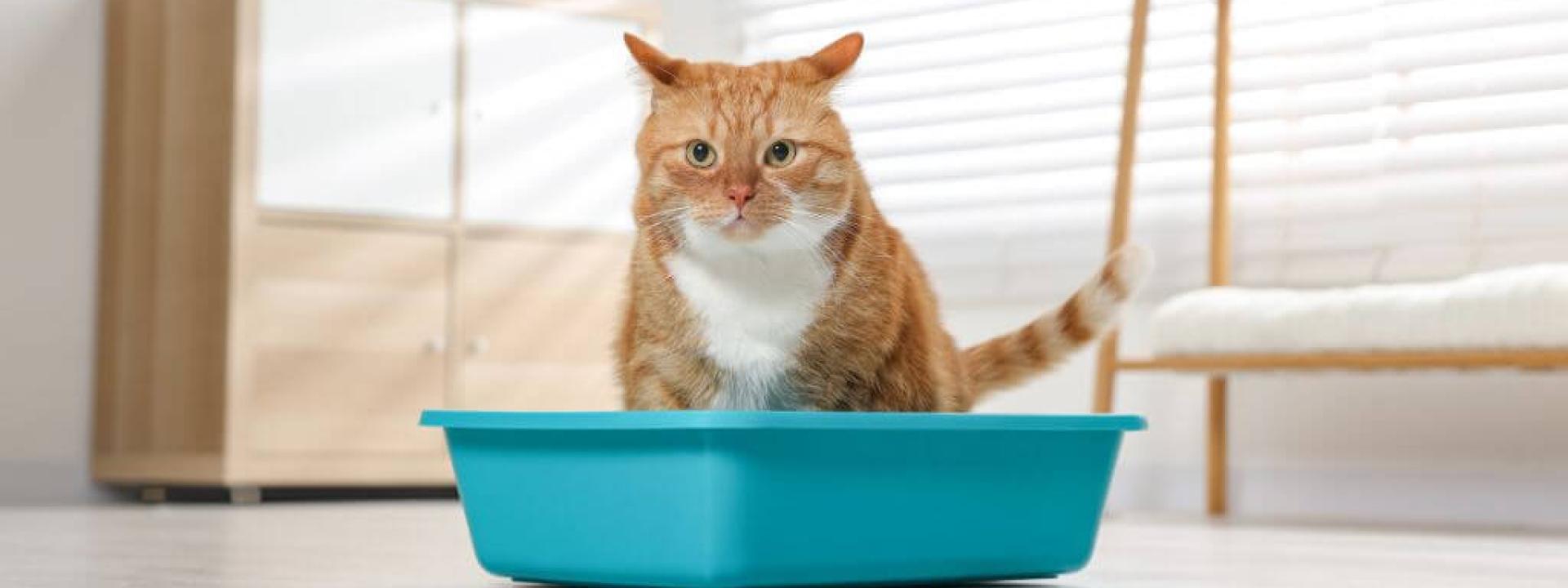 Emergency Alert: Recognizing and Treating Urinary Blockages in Cats